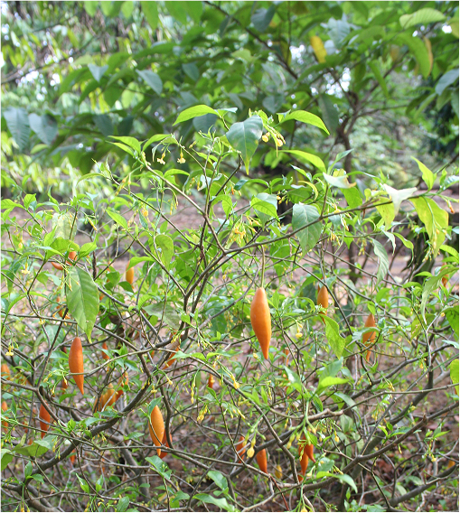 planta iboga na natureza